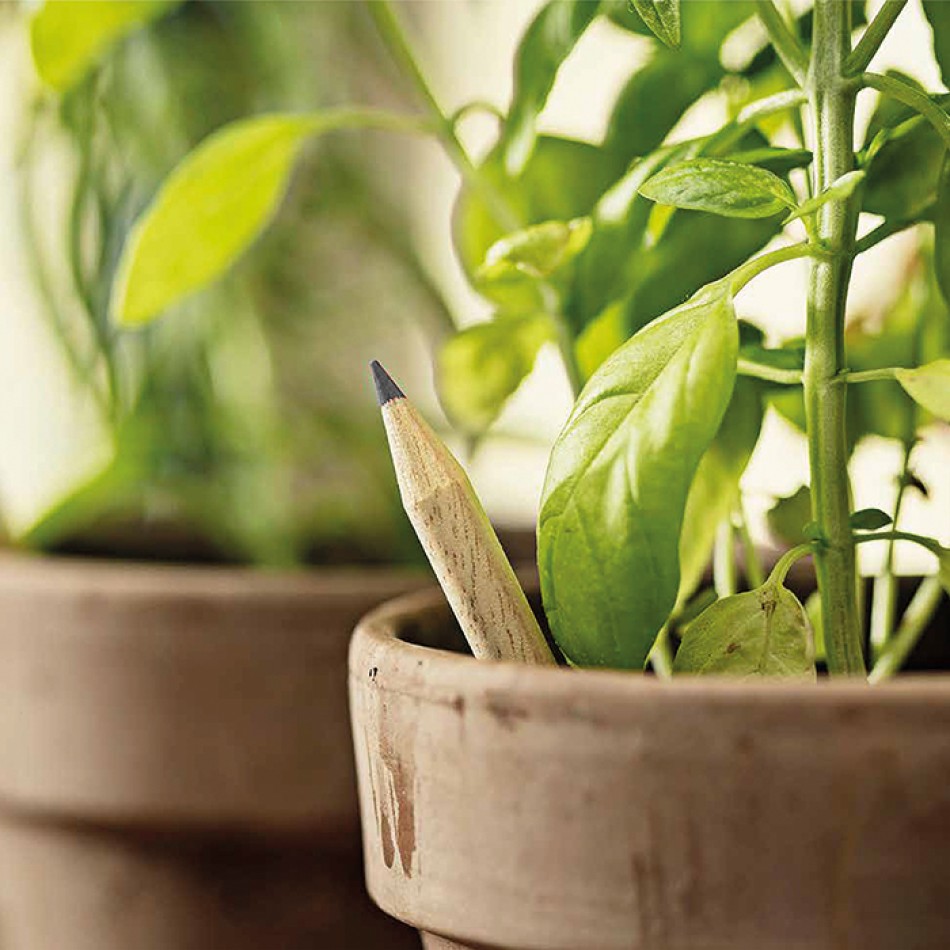 Matita coltivabile - BASILICO - Gadget.it - 