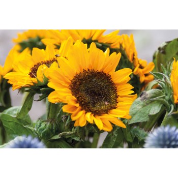 GIRASOL - Semi di girasole in busta kraft - Gadget.it - 