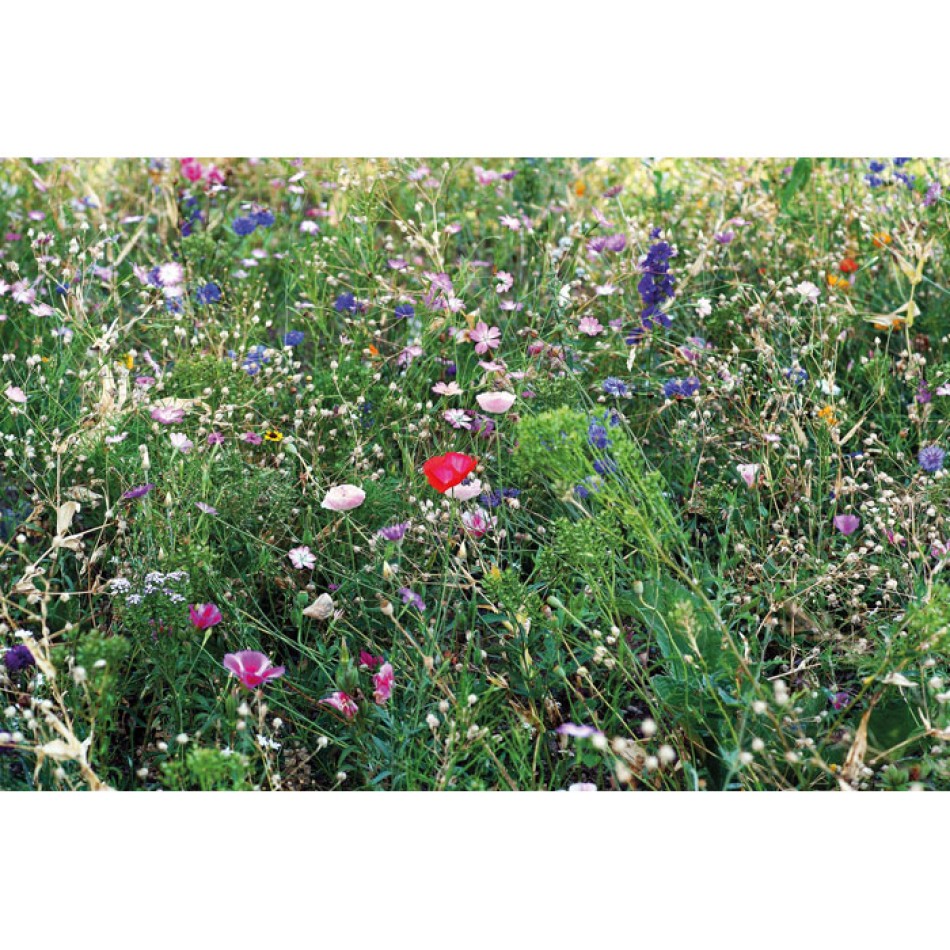 SEEDLOPEBEE - Semi misti di fiori in busta - Gadget.it - 