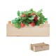 STRAWBERRY - Kit per coltivare fragole - Gadget.it - 