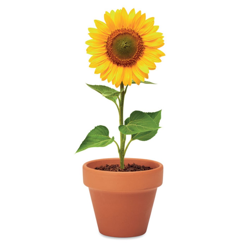 SUNFLOWER - Semi di girasole - Gadget.it - 