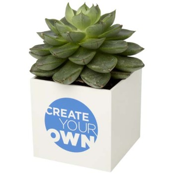 Vaso in alluminio con pianta, cactus Hey Pots - Gadget.it - 